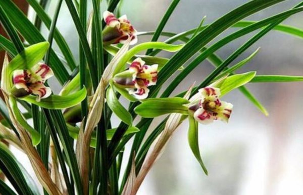 兰花施肥的正确方法和用什么肥