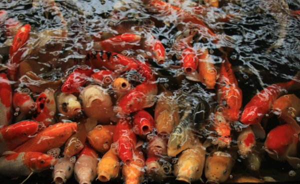 锦鲤几天喂一次食最好