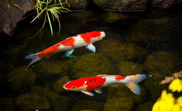 锦鲤几天喂一次食最好