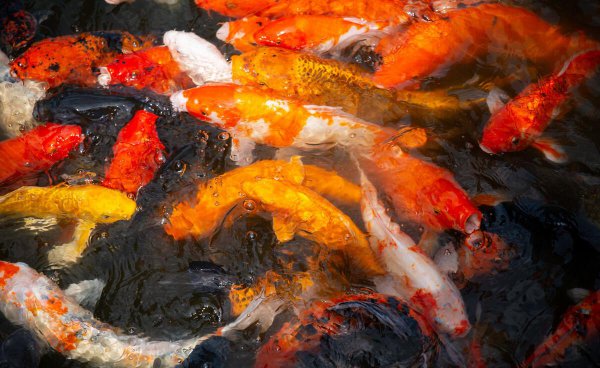 锦鲤几天喂一次食最好