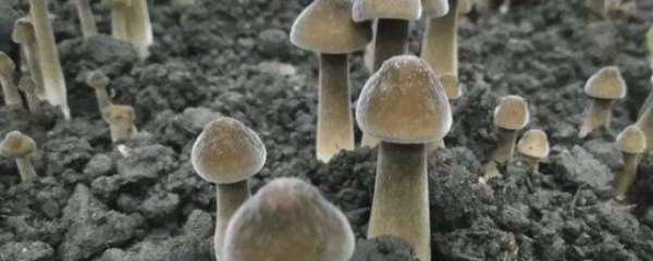 鸡枞菌的人工种植方法