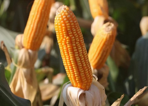 黄金粮my73玉米种品种简介