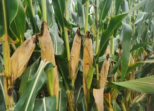 黄金粮my73玉米种品种简介