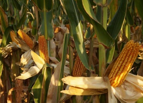 黄金粮my73玉米种品种简介