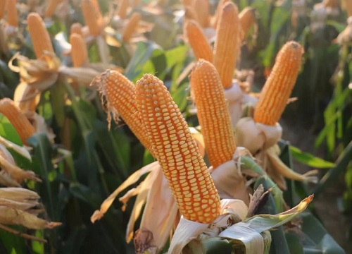 黄金粮my73玉米种品种简介