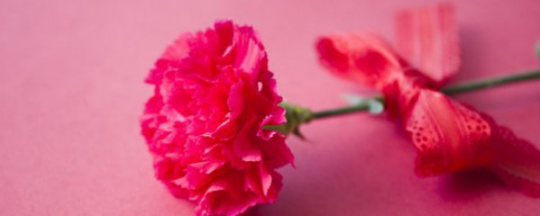 餐厅摆盘的花是什么花