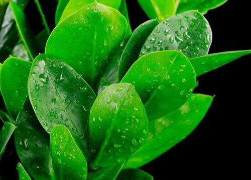 金钱树不见长怎么办