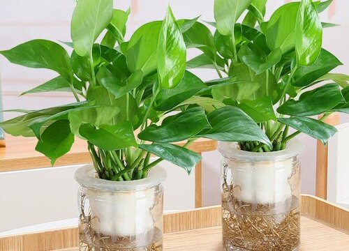 做生意店里能不能摆绿萝