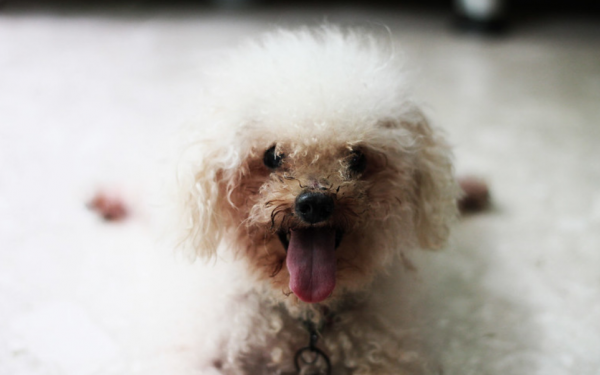 泰迪为什么叫泰日天