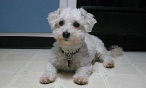 泰迪为什么叫泰日天