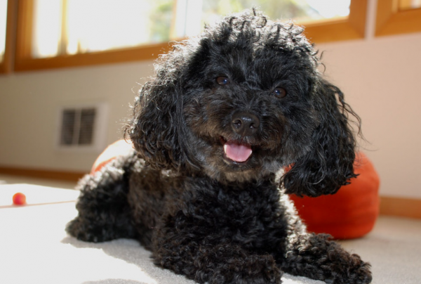 泰迪为什么叫泰日天