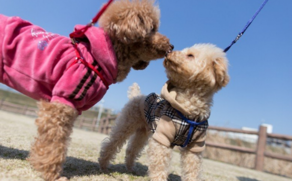 泰迪为什么叫泰日天
