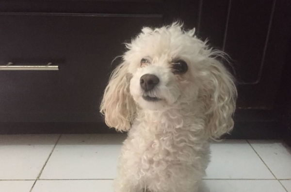 泰迪为什么叫泰日天