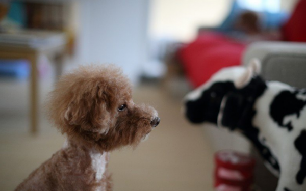 泰迪为什么叫泰日天