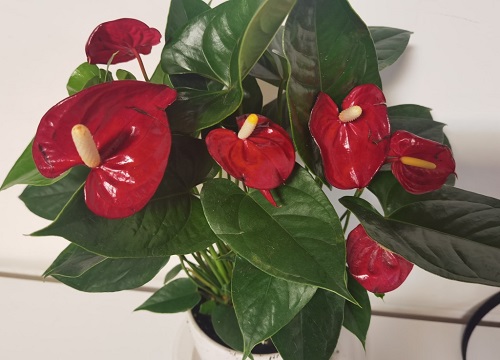 红掌风水摆放三不要