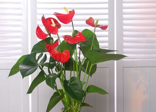 红掌风水摆放三不要