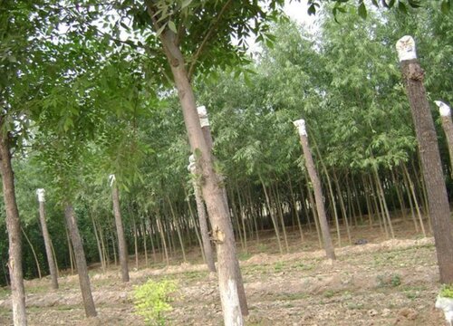 槐树什么时候移栽最好