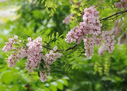 香花槐一年开几次花
