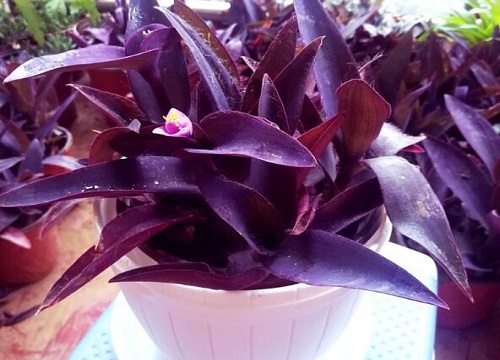 吊竹梅怎么分盆容易成活