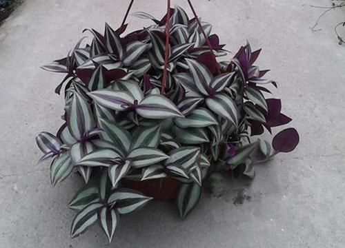 吊竹梅怎么分盆容易成活