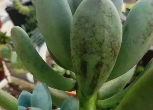 多肉黄叶是什么原因