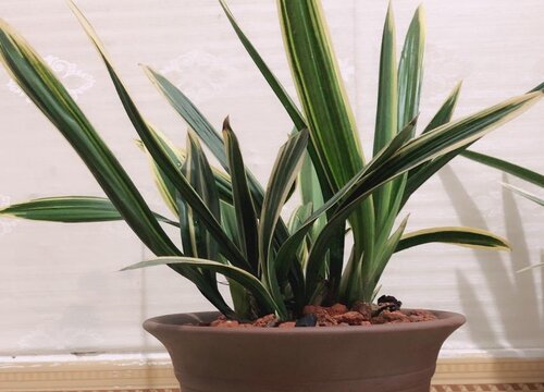 兰花如何判断是否服盆