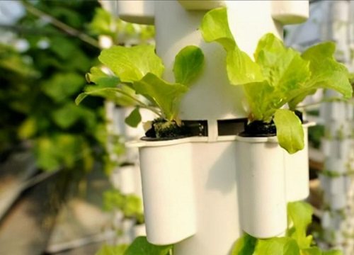 什么是无土栽培技术