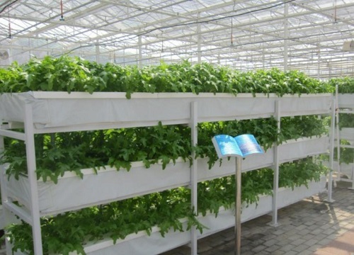 什么是无土栽培技术