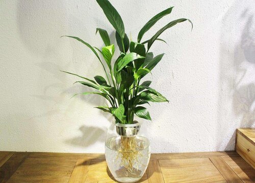 什么是无土栽培技术