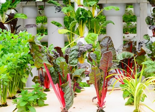 什么是无土栽培技术