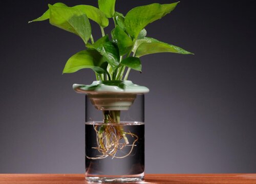 什么是无土栽培技术