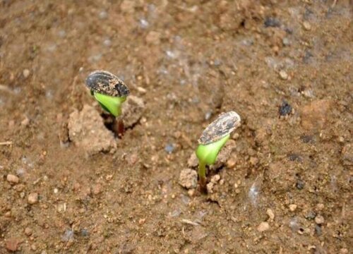 西瓜子怎么发芽快