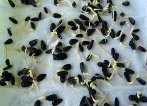 西瓜子怎么发芽快