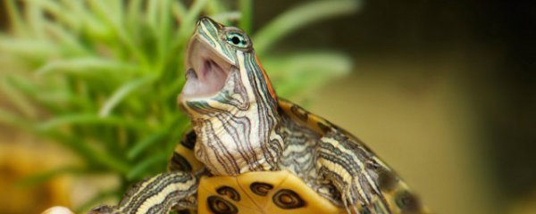 梦见捉到乌龟预示什么