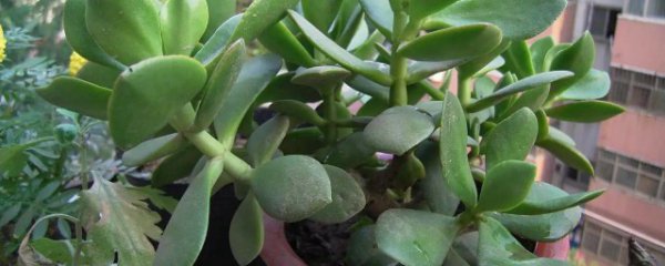 玻璃翠什么季节修剪