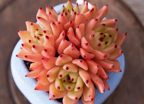 多肉多少天浇一次水最好