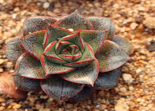 多肉多少天浇一次水最好