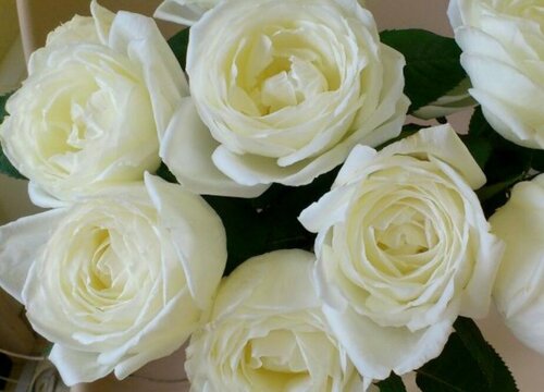 白色月季花有哪些品种