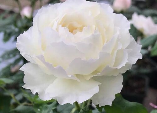 白色月季花有哪些品种