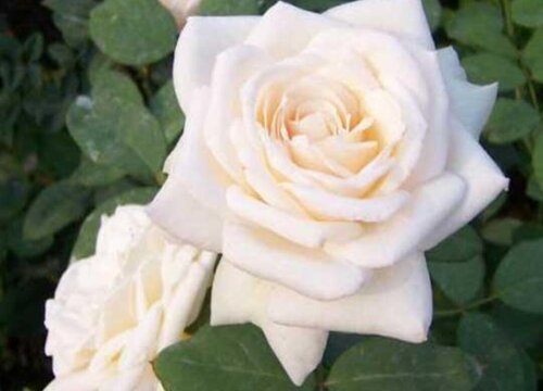 白色月季花有哪些品种