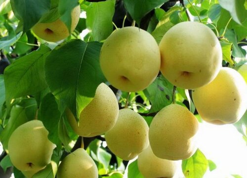 辽宁盛产什么水果有名