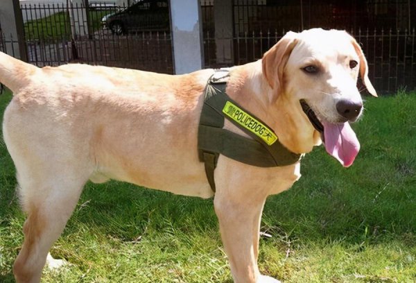 养拉布拉多的禁忌