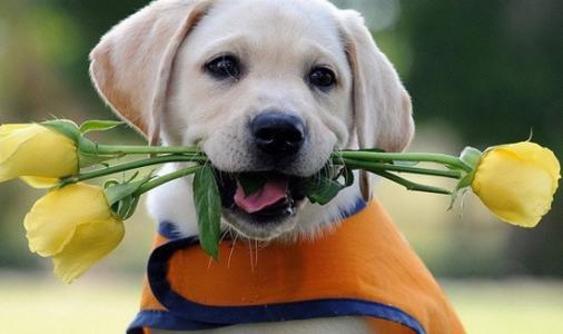 养拉布拉多的禁忌