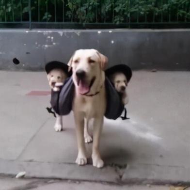 养拉布拉多的禁忌