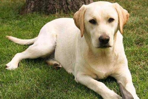 养拉布拉多的禁忌
