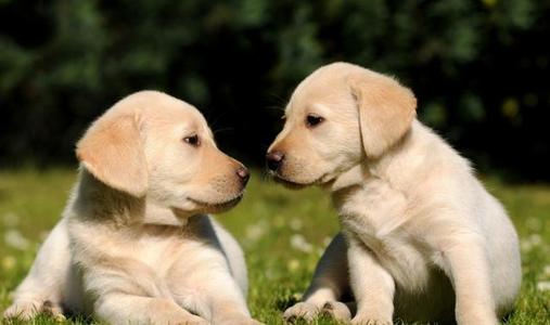 养拉布拉多的禁忌