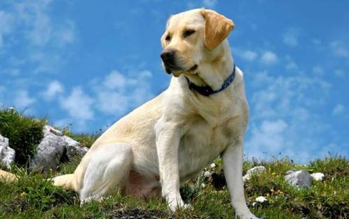 养拉布拉多的禁忌