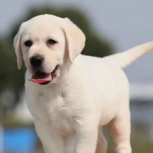 养拉布拉多的禁忌