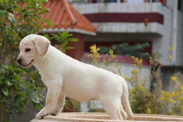 养拉布拉多的禁忌