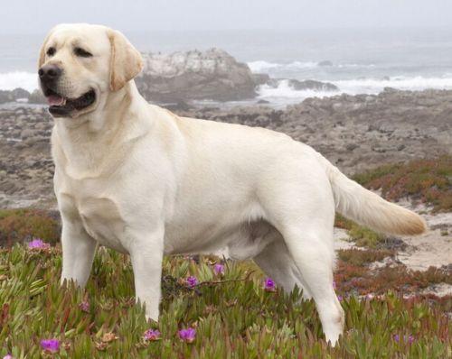 养拉布拉多的禁忌